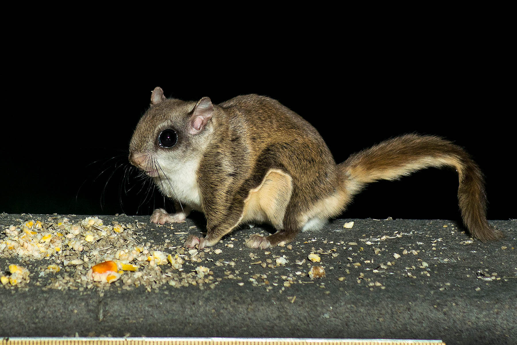 Зверек похожий. Glaucomys sabrinus. Летяга (Glaucomys sabrinus). Серый зверек похожий на белку. Питомец похожий на белку.