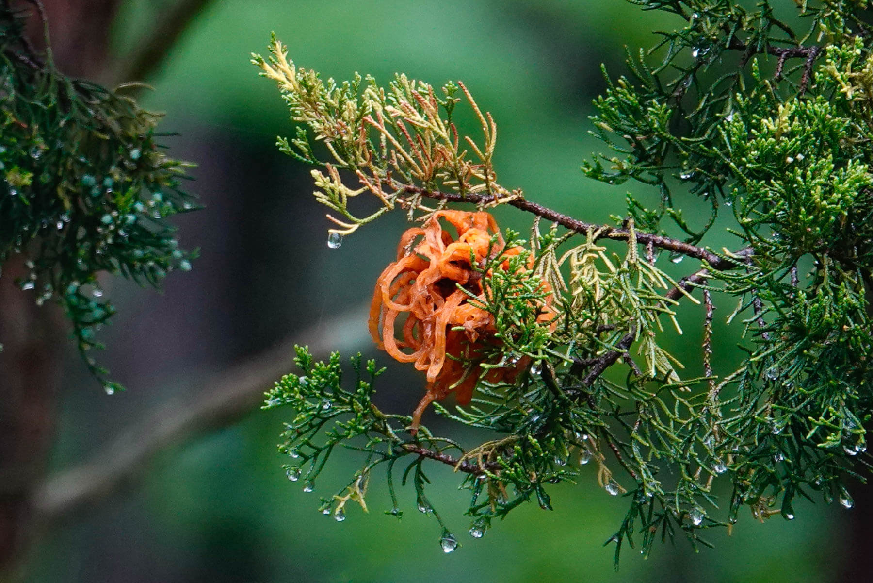 What is cedar apple rust фото 27