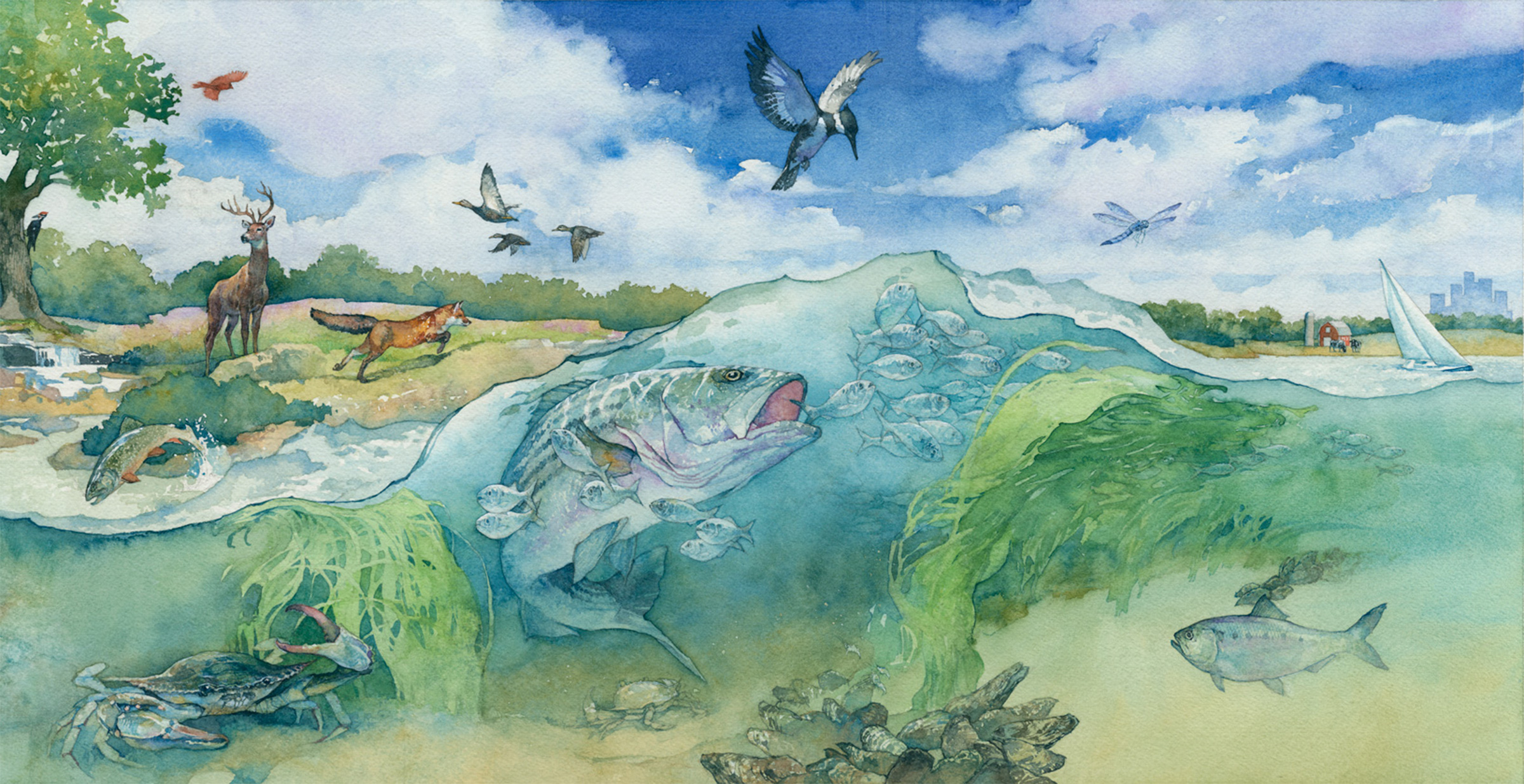 Изображенные волы. Водные экосистемы и их обитатели. Экосистема. Изображенные волы. Вода рисунок.